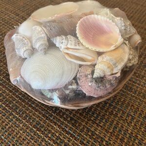 Coastal Shell Decorative Bowl